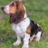 Basset hound the ultimate guide