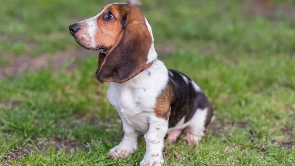 Basset hound