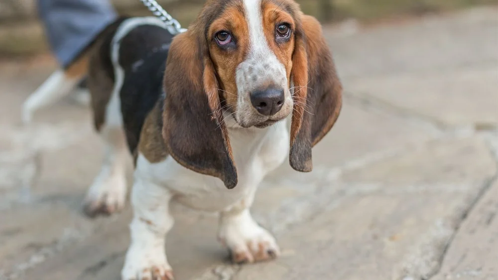 Basset hound