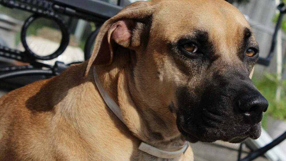 Black mouth cur