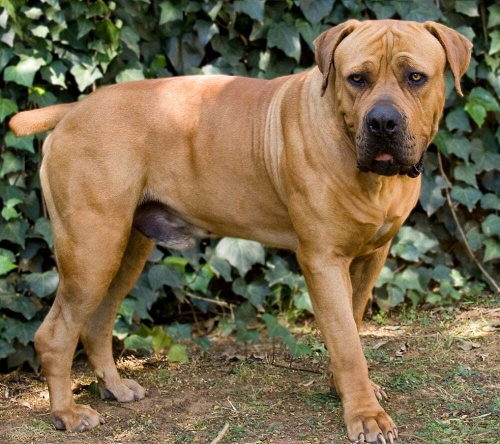 are boerboel hypoallergenic