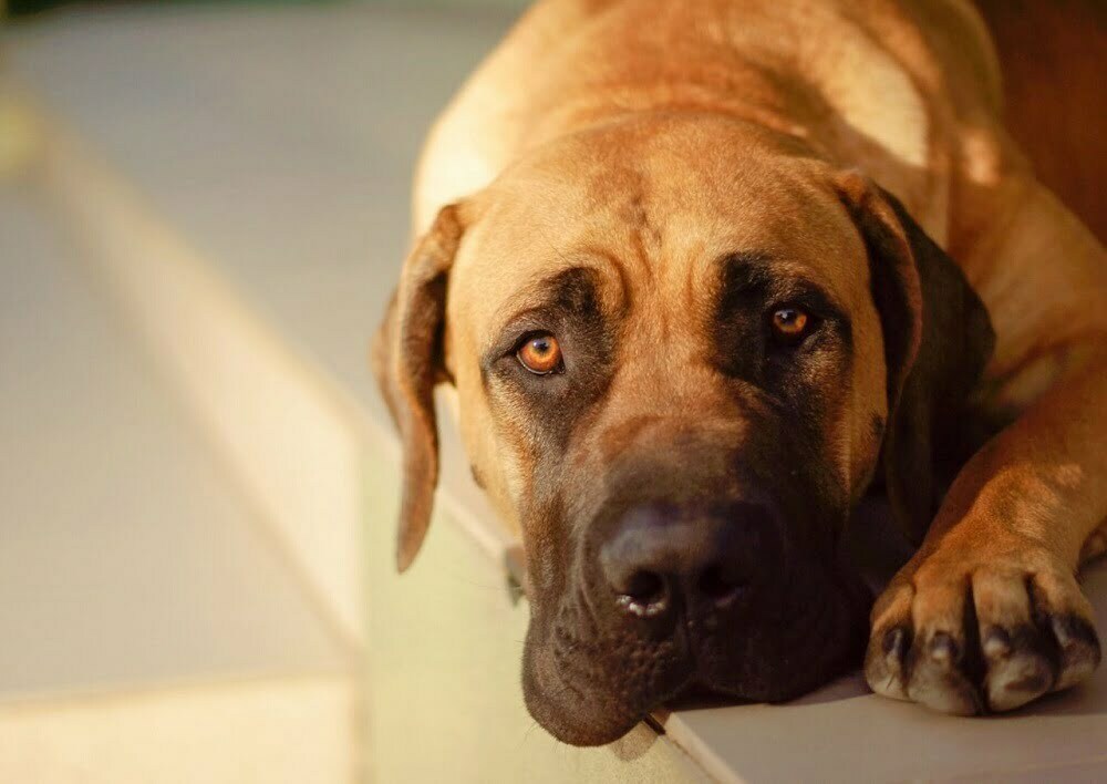 boerboel shedding level do boerboel dogs shed a lot