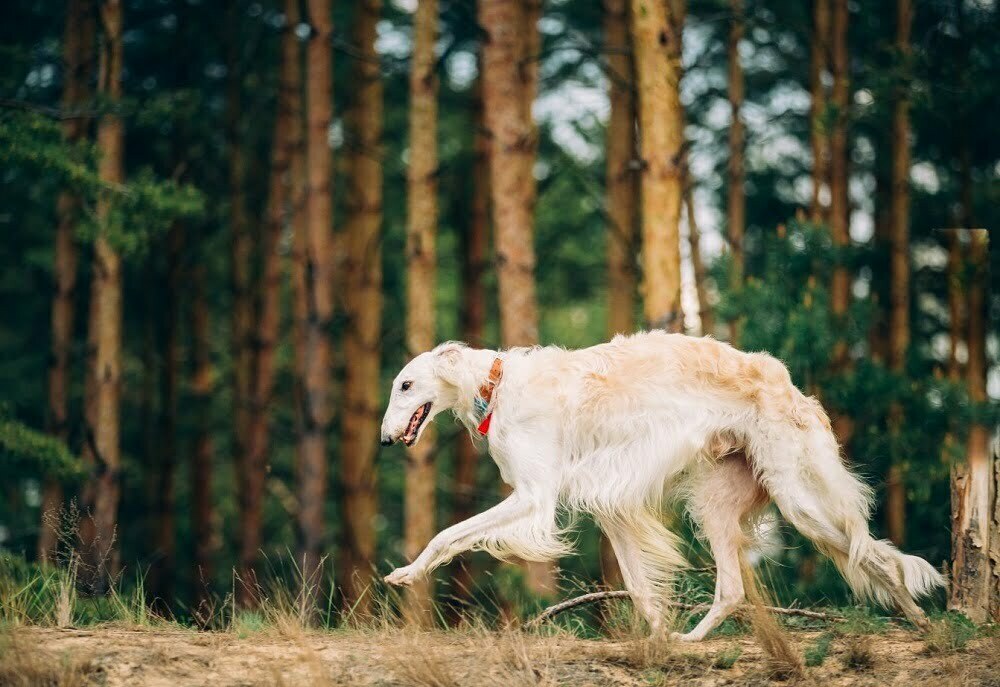 Borzoi