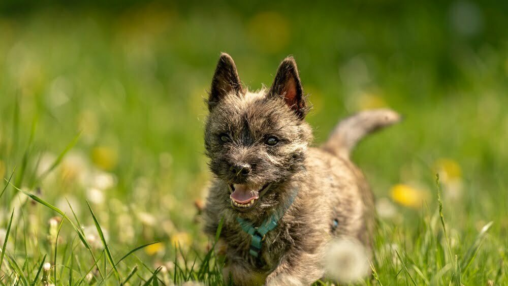 Cairn terrier