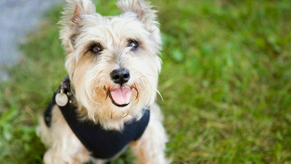 Cairn terrier