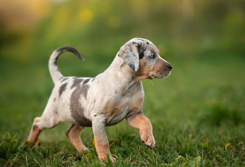 Catahoula leopard dog