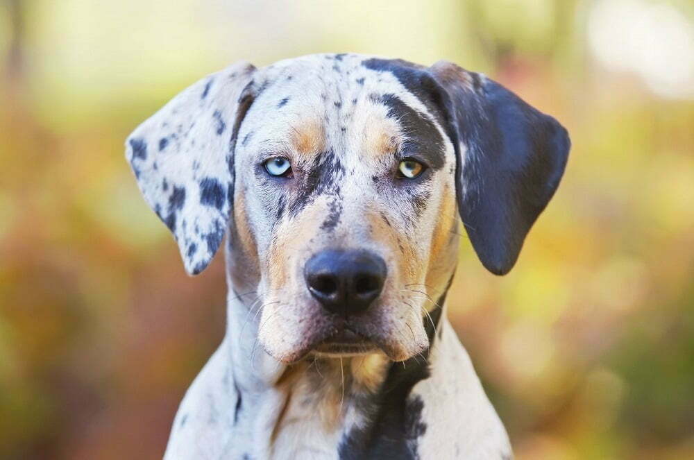 Catahoula leopard dog