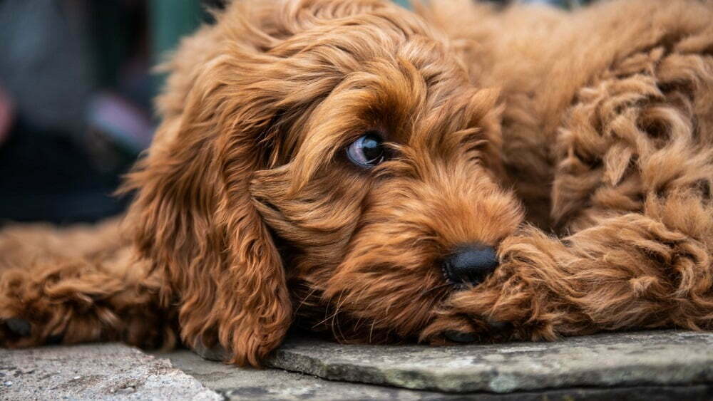 Cockapoo