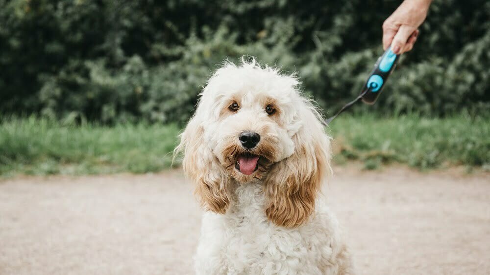 Cockapoo