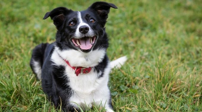 Collie