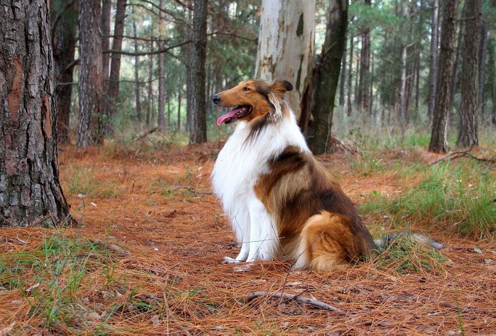 Collie