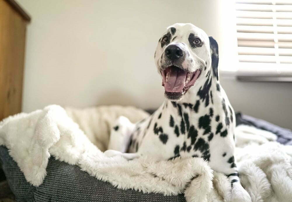 Dalmatian