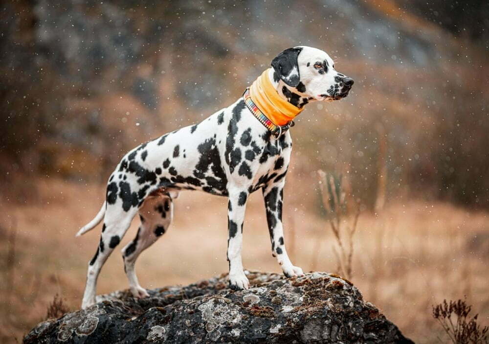 Dalmatian