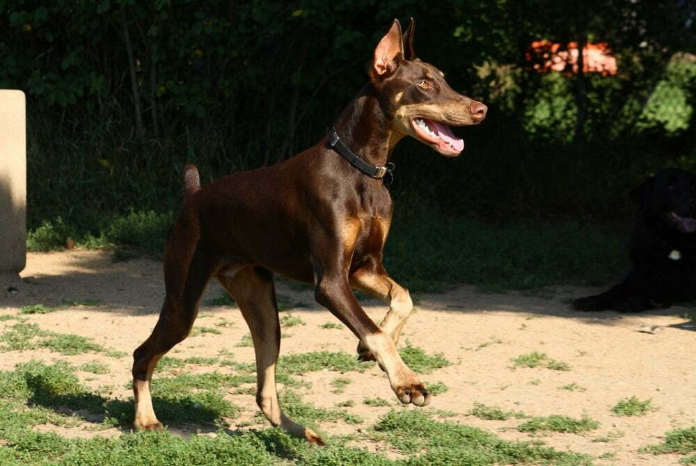 Doberman pinscher