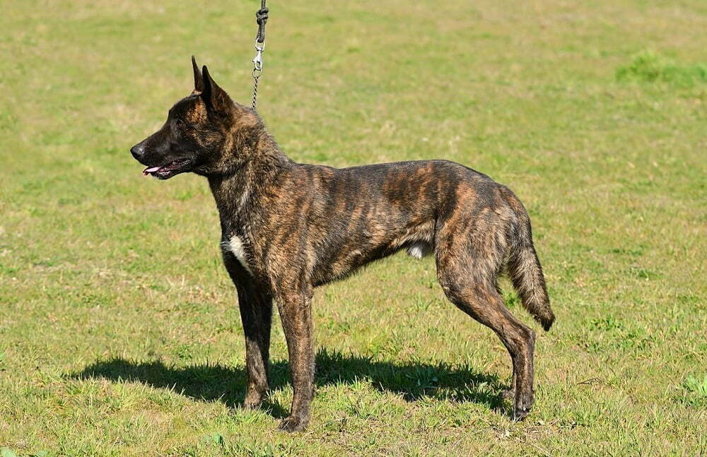 Dutch shepherd