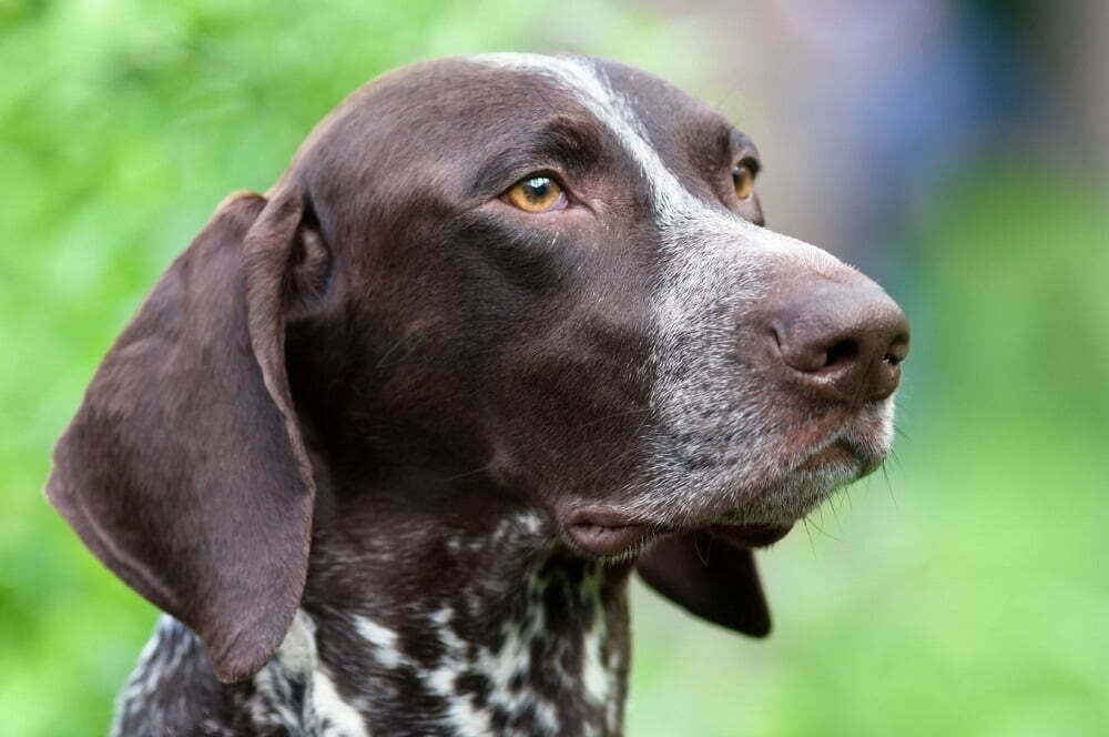 German shorthaired pointer