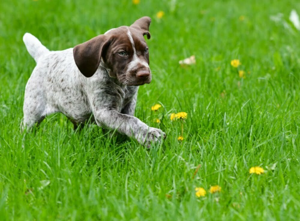 German shorthaired pointer