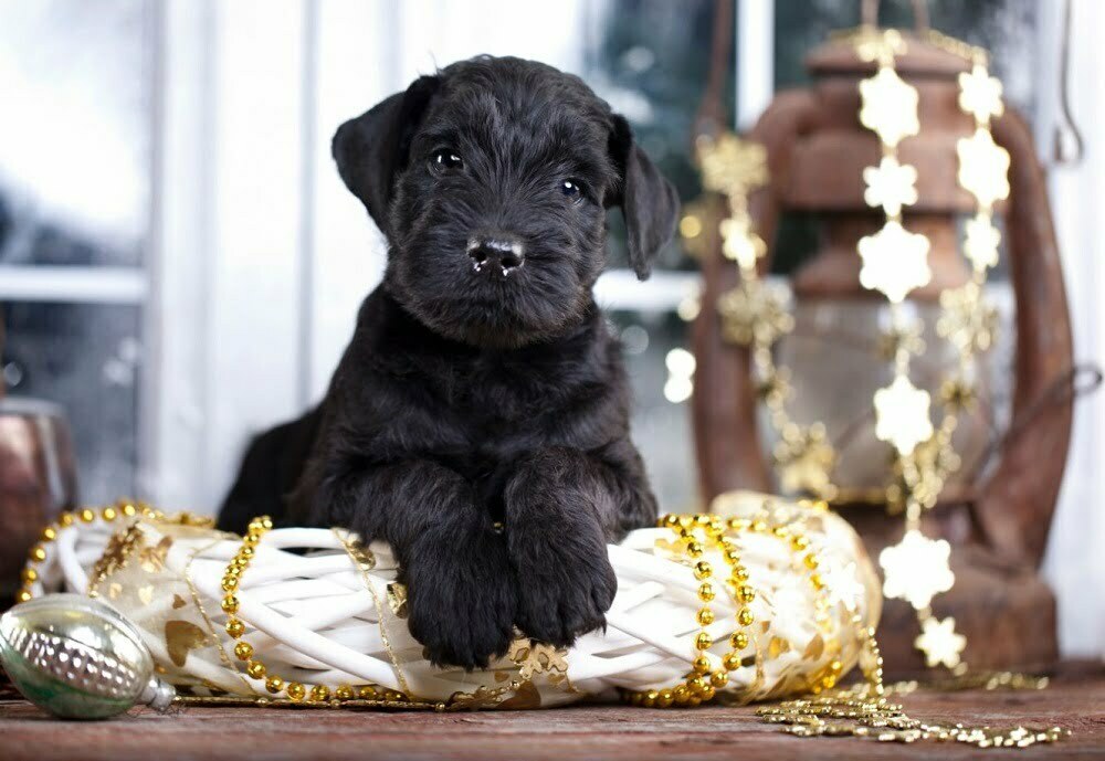 Giant schnauzer