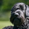 Giant schnauzer the ultimate guide1 1