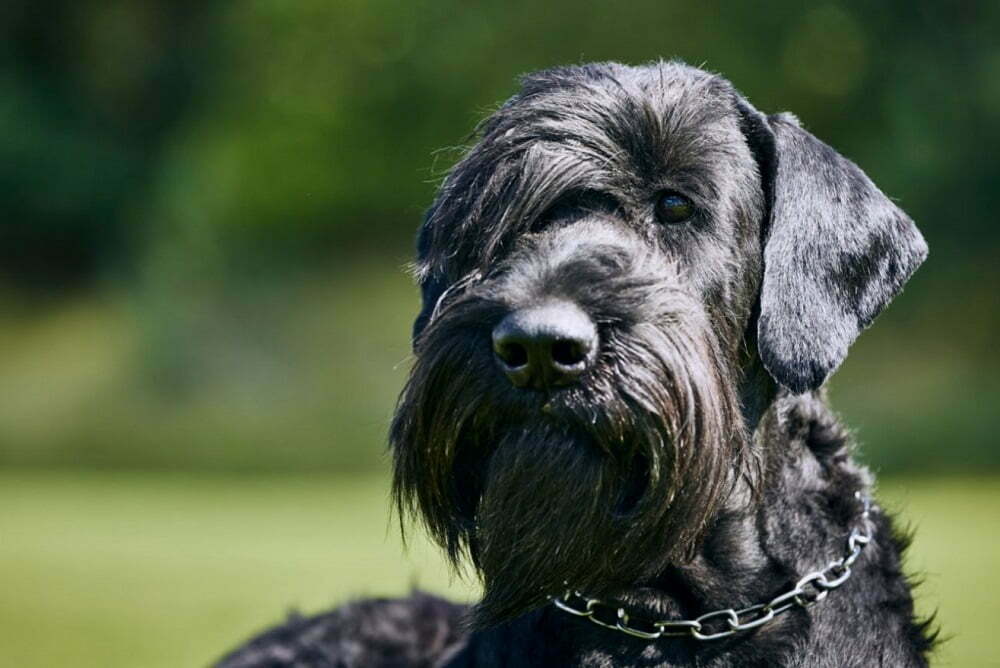 Giant schnauzer