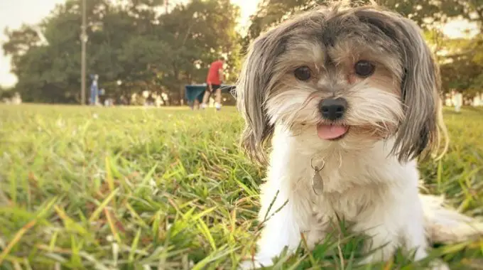 Havanese the ultimate guide