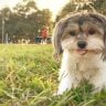 Havanese the ultimate guide