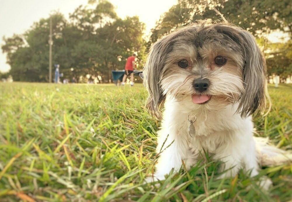 Havanese