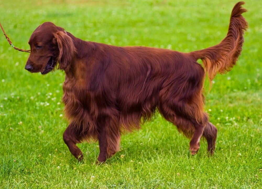 Irish setter