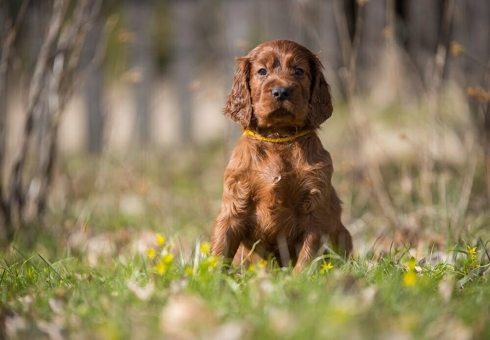 how to groom irish setter ears