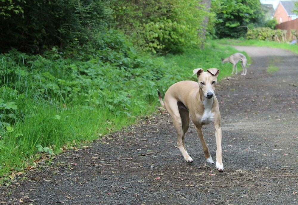 Italian greyhound