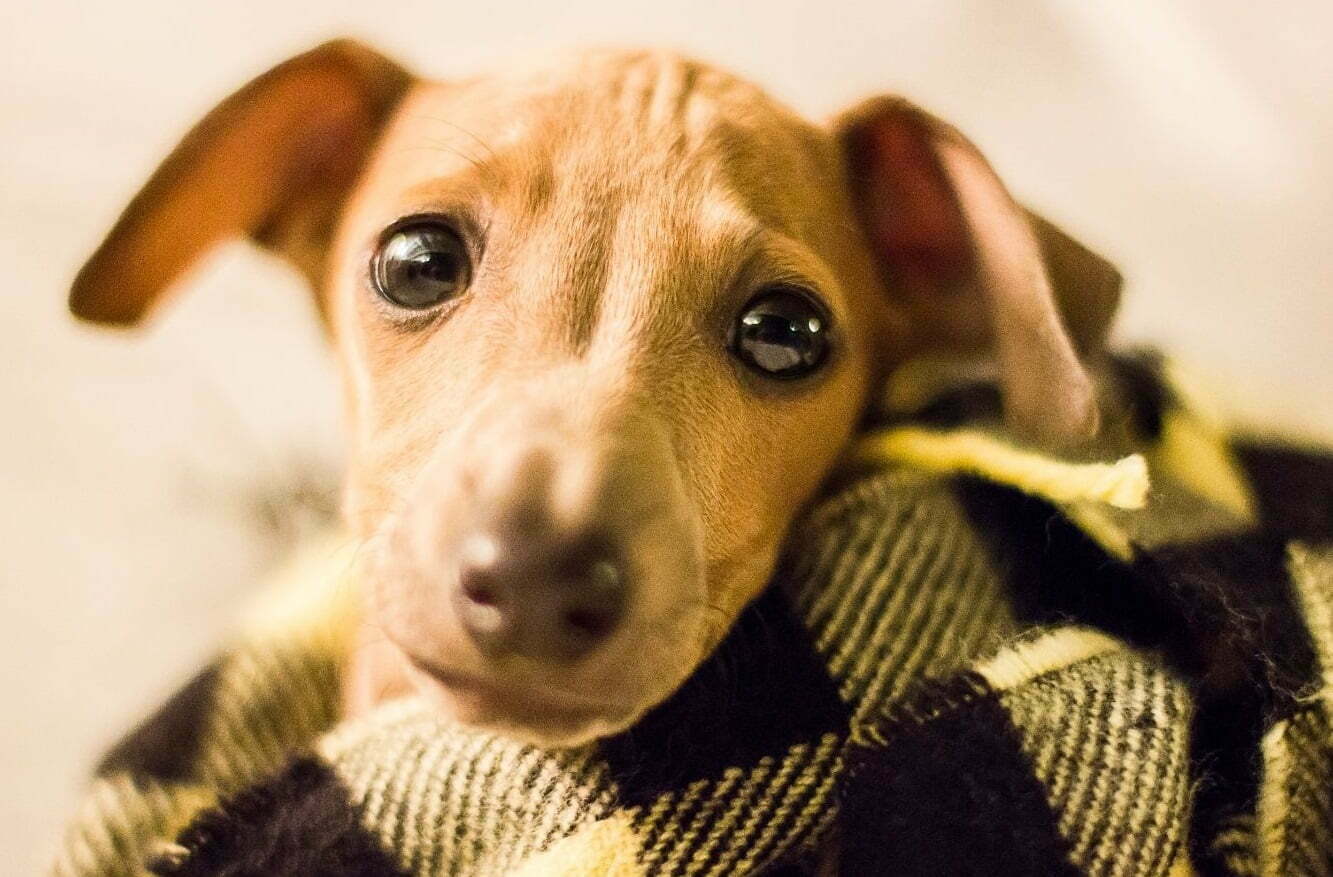 Italian greyhound