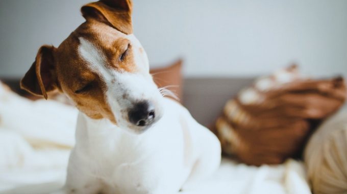 Jack russell terrier the ultimate guide