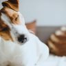 Jack russell terrier the ultimate guide