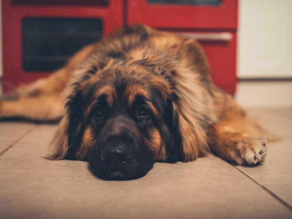 best ways to exercise your leonberger