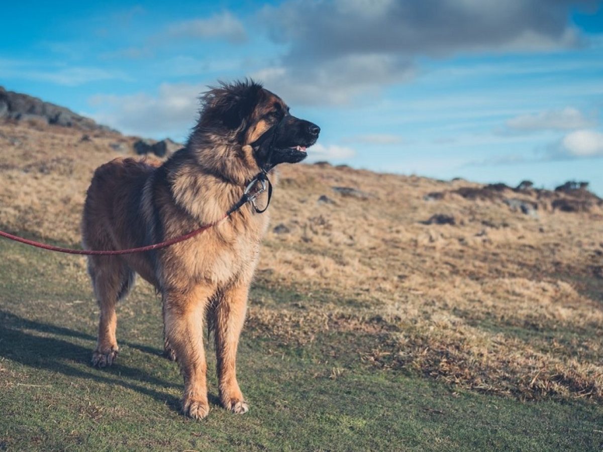 what is the average cost of a leonberger puppy