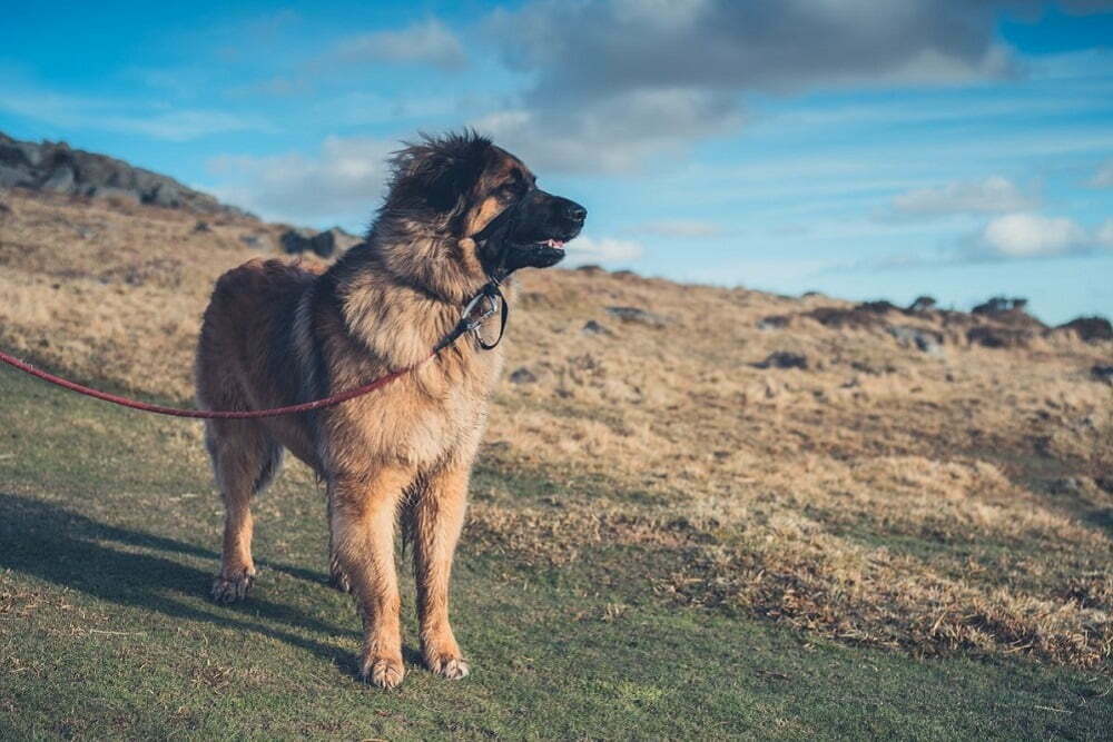 Leonberger