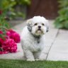Lhasa apso the ultimate guide1