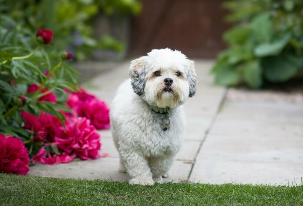 are lhasa apso the most intelligent dogs