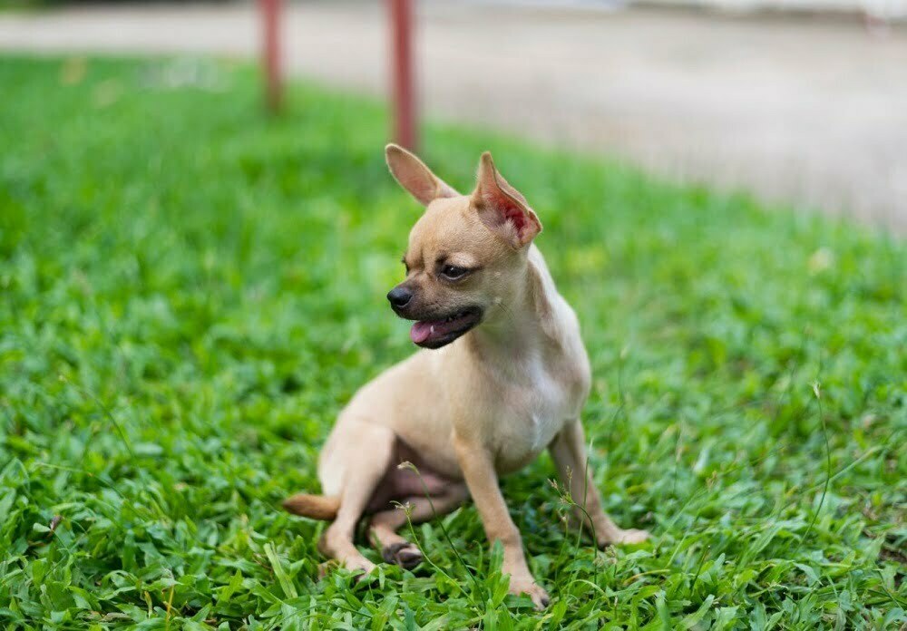 Miniature pinscher