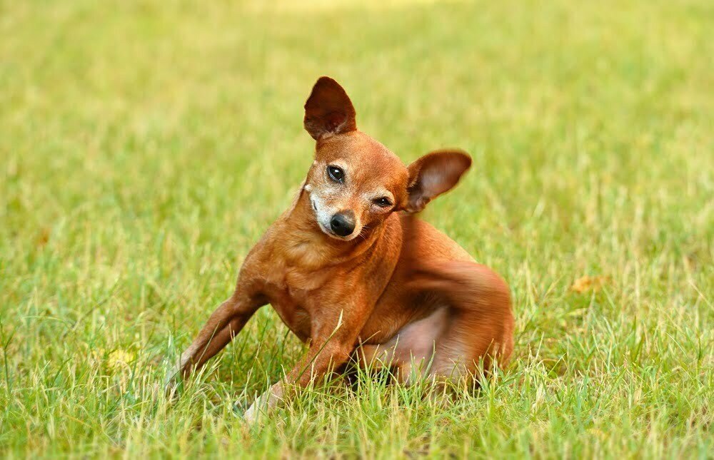 Miniature pinscher