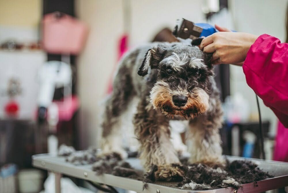 Miniature schnauzer