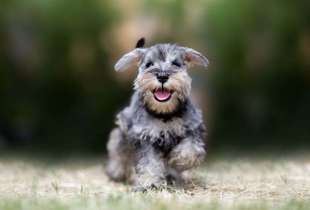 Miniature schnauzer