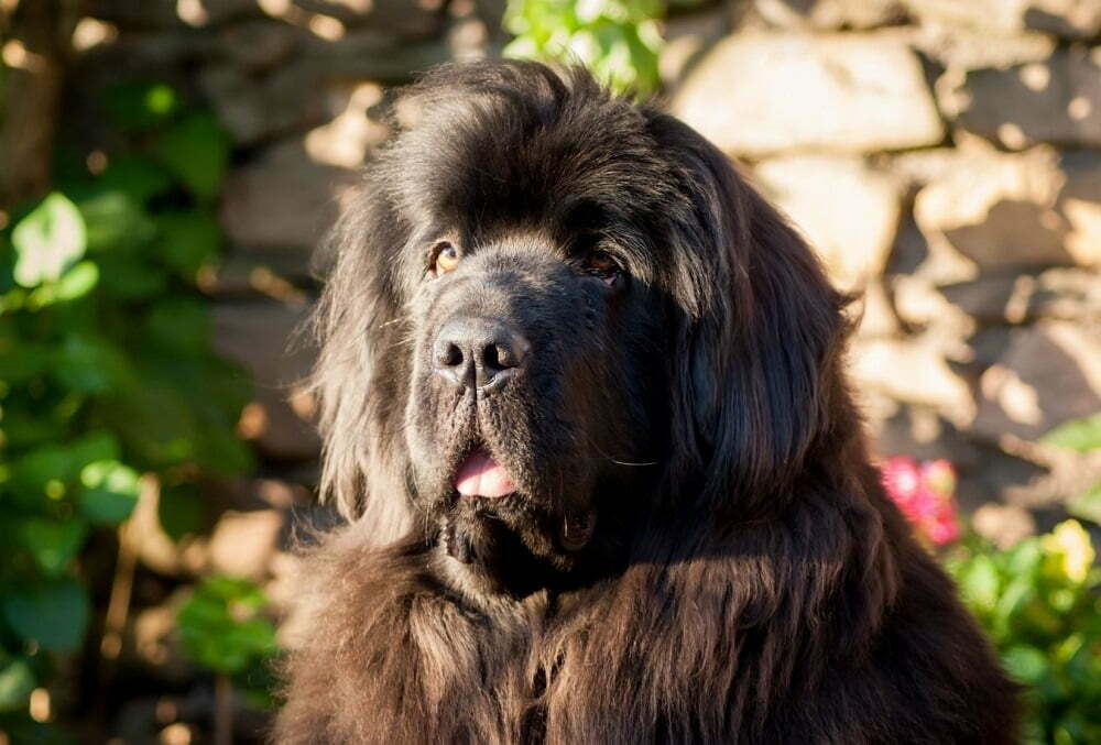 Is The Russian Newfoundland Dog Extinct