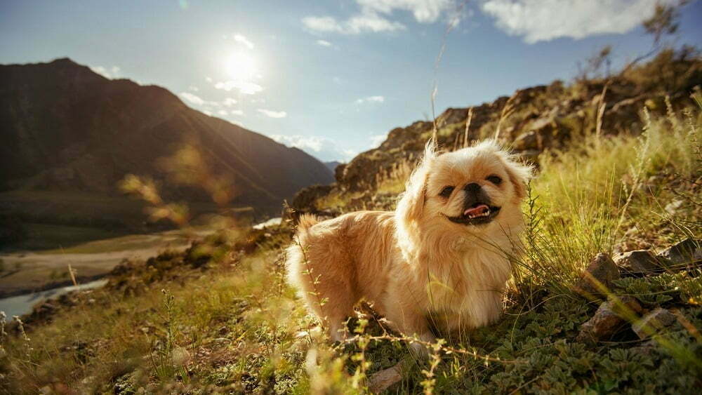 Pekingese