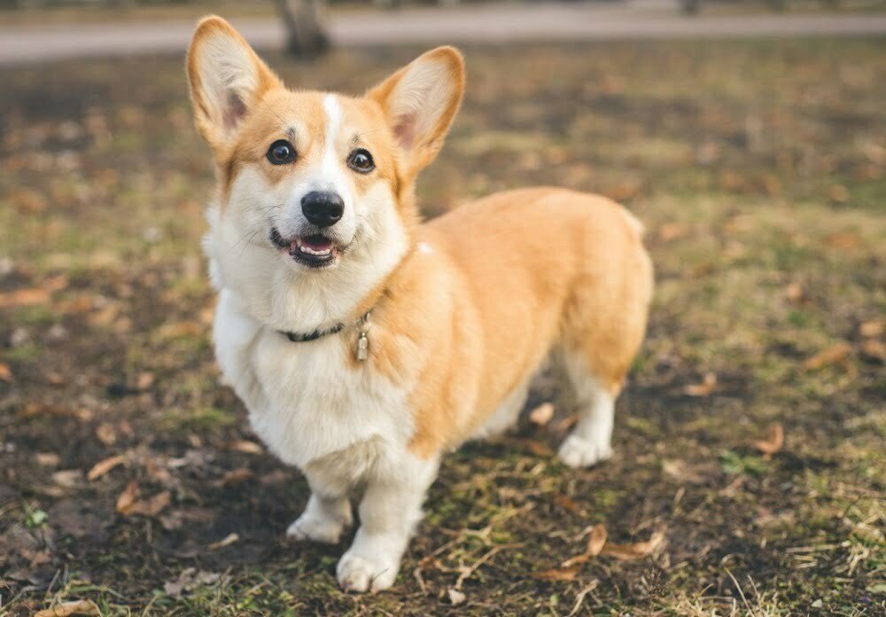 Pembroke welsh corgi