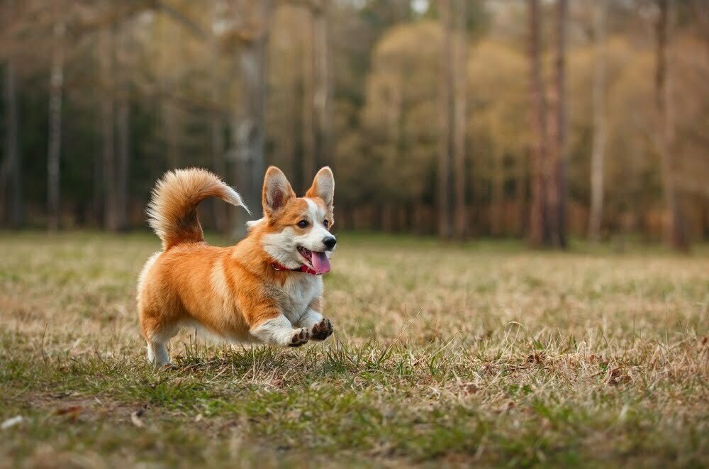 Pembroke welsh corgi