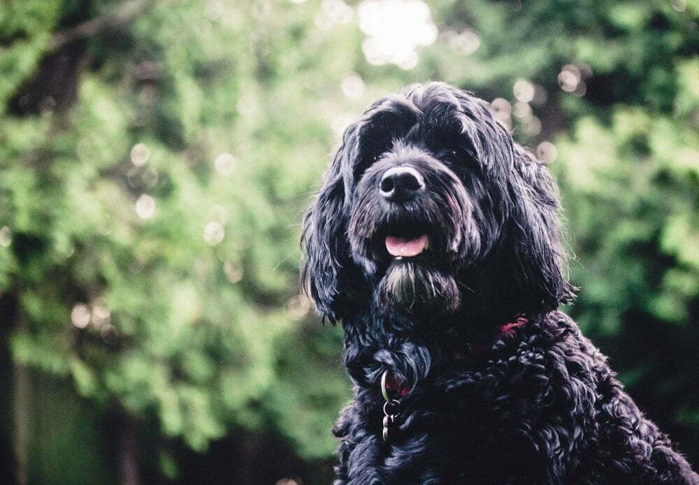 Portuguese water dog