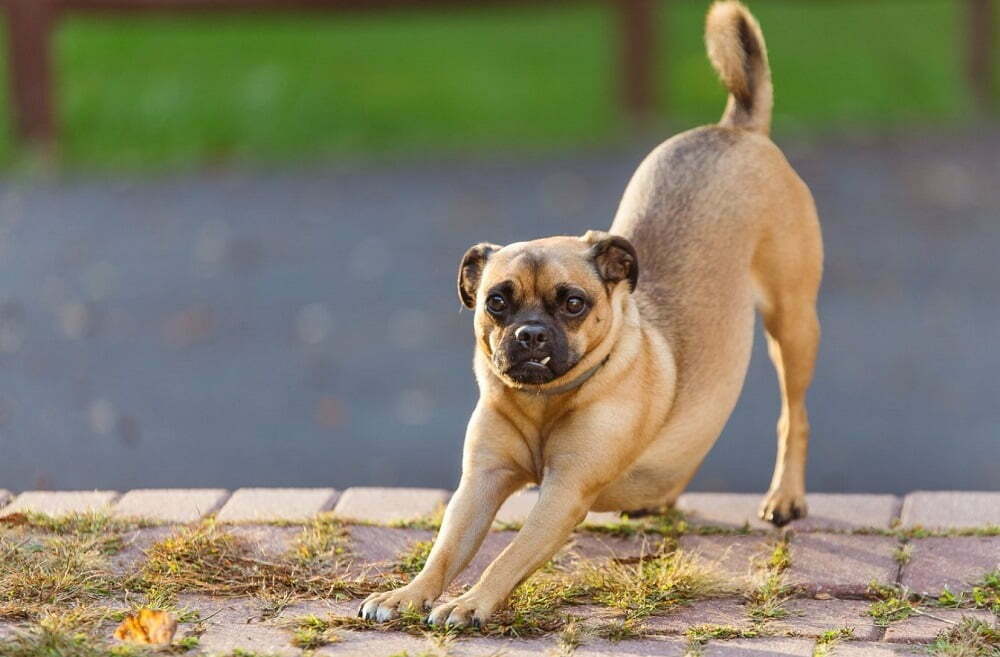 Puggle