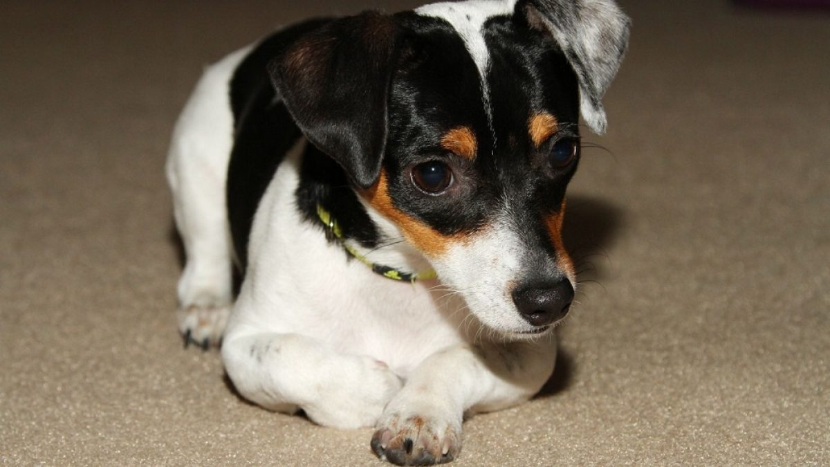 how often should rat terriers be bathed