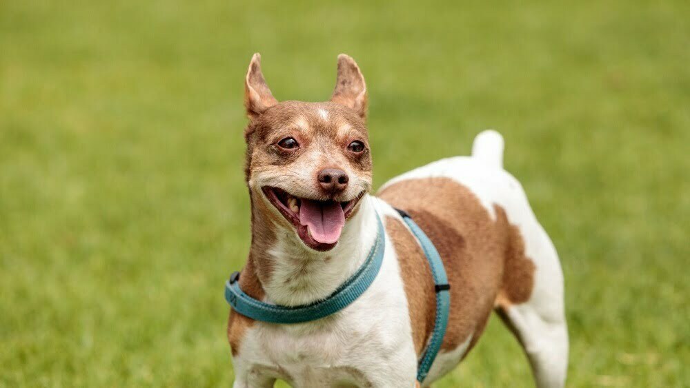 how much does rat terrier maintenance cost